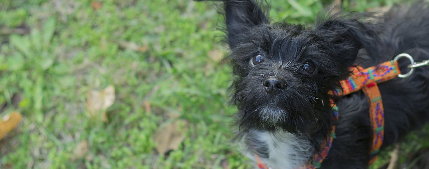 Can Dogs Feel Scared?